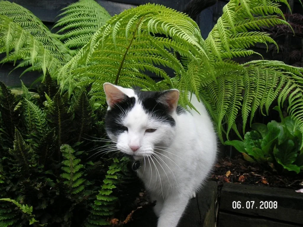 Marshall bush cat (large)